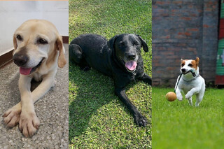 台中3隻搜救犬除役 中市消防局規畫領養