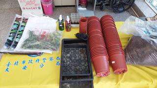 男子網購大麻種子植栽兜售  北市警逮人查扣93株