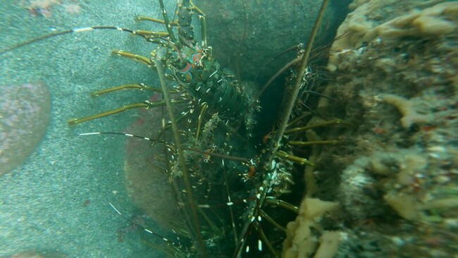 花蓮保育見成果 鹽寮、石梯坪龍蝦魚類等族群增 | 華視新聞