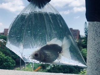 遭控「將金魚打成汁」引學生驚嚇  成大教授致歉