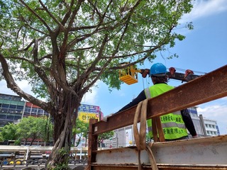 修剪鳥類棲地路樹遭議論  基市府：防颱需要