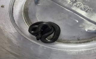 寵物蛇逃逸案變多 新北動保處籲飼養前審慎評估