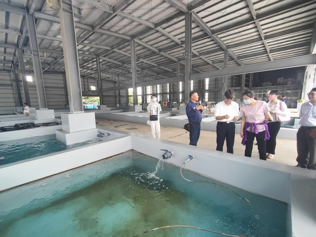 養殖場漁電共生結合加工  屏東水產公司擴大效益 | 華視新聞