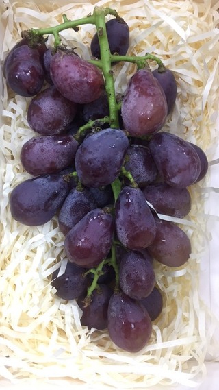 葡萄新選擇 口感緊實具蜜香味「羅娜公主」育成