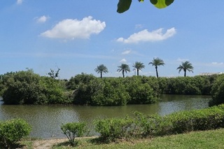 不只有倒立水母 高雄林園濕地紅海欖長滿胎生苗