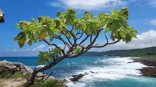 林試所蒐集70餘種原生植物  助復育恆春半島棲地
