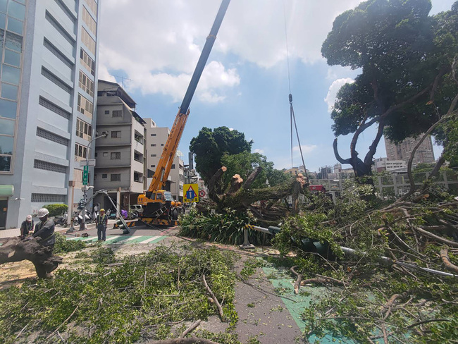 台中路樹疑修剪不當 枝幹壓垮2號誌桿幸無人車傷損 | 華視新聞