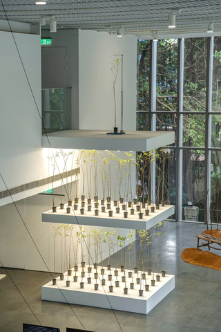 越直越好？「酷共生」展逾百株烏心石樹苗邀投票