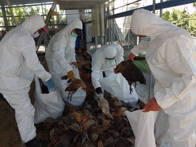 屏東鹽埔H5N1禽流感 撲殺雞隻1萬1661隻 | 華視新聞