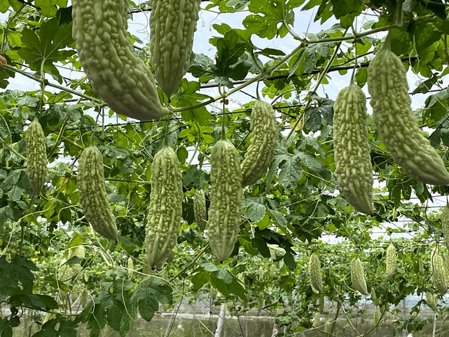 颱風杜蘇芮逼近 花蓮縣府籲農民加強防颱措施 | 華視新聞