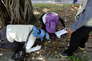 台南新增15例本土登革熱 永康兵仔市場列重點