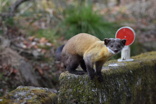 中橫信義段友善生態保育 獲永續行動金銀獎