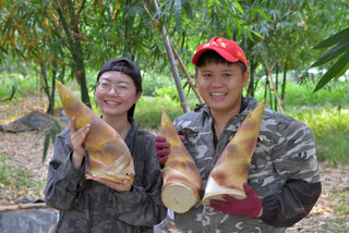 13筍農取得生態標章  友善棲地保育諸羅樹蛙