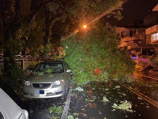 颱風杜蘇芮影響  基宜多處路樹倒塌