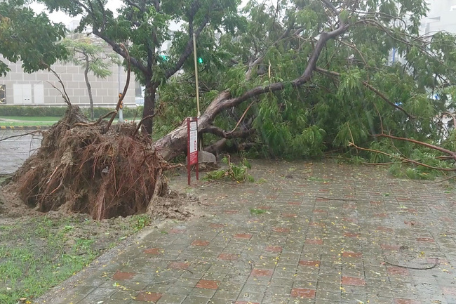 台南風雨轉強停班停課  多處路樹傾道阻交通 | 華視新聞