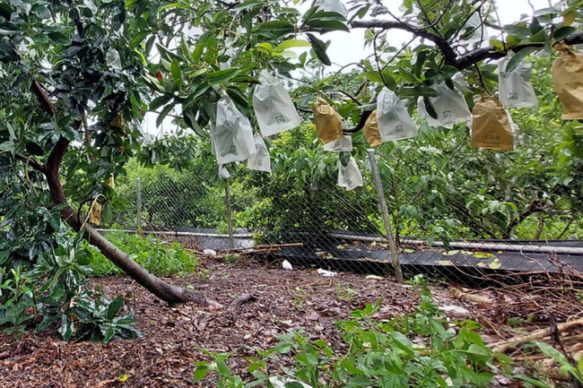 杜蘇芮造成台南農損 初估大內酪梨最嚴重 | 華視新聞