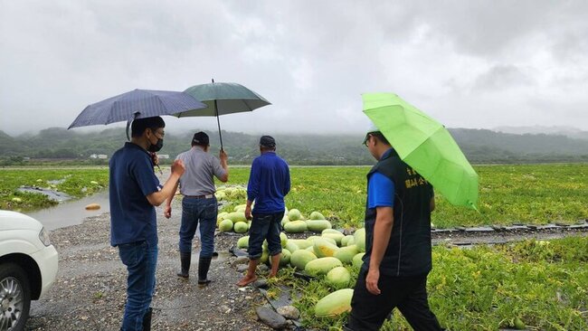 台東農損3千萬元  關山鎮西瓜、洋香瓜現金救助 | 華視新聞