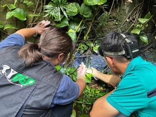 洗油漆桶染白牛欄河 桃市：最高罰300萬不排除求償