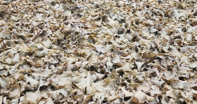 杜蘇芮過後 澎湖潮間帶布滿層層褐藻完全變了樣 | 華視新聞