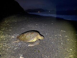 罕見保育綠蠵龜爬上岸 南澳神秘沙灘列產卵地調查