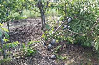 台南歸仁釋迦遭風災 申報天然災害救助