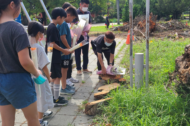 台南忠義國小百年老榕被颱風吹倒 師生獻花道別 | 華視新聞