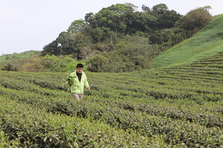 此林俊傑非歌手JJ  花蓮茶農研製蜜香紅茶揚威國際
