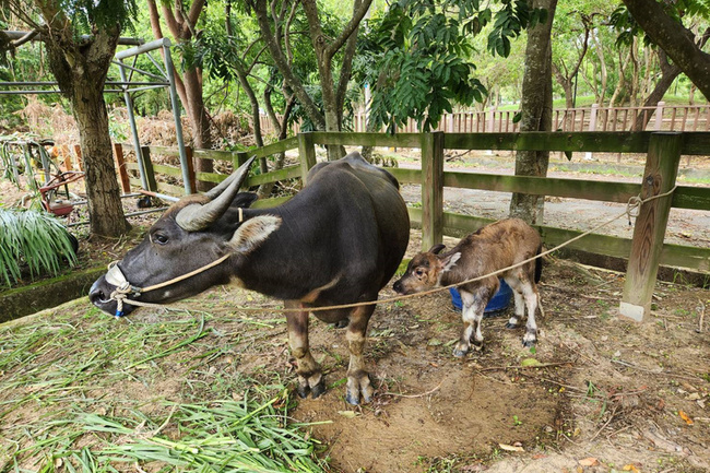 台南老牛的家首見成員生產 牛小妹「阿喜」報到 | 華視新聞