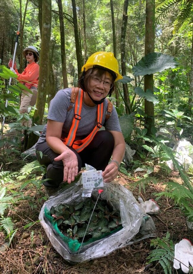 阿里山林下經濟打造品牌  可望創造百萬元產值 | 華視新聞