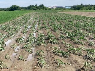 杜蘇芮颱風農損  高雄現金救助即日起受理申報