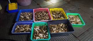 魚虎橫行日月潭  南投縣府4年移除6.6萬尾幼魚