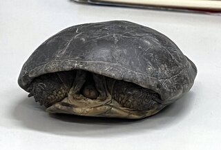 台東農田發現柴棺龜 動保人士籲縣府獎勵通報民眾