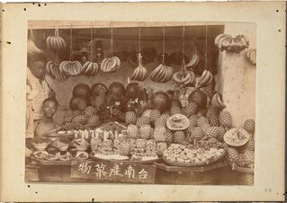 日治初期寫真帖線上展  百年前研究病媒蚊現蹤