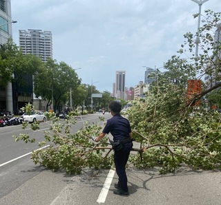 高雄市區風大路樹傾倒 警方與民眾合力排除