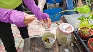 台糖及糖業協會菜園孳生病媒蚊 高市府開罰