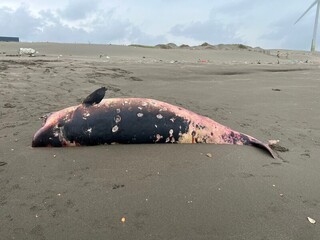 桃園觀音抹香鯨擱淺亡 疑身體病變感染寄生蟲