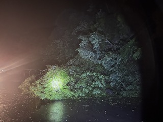 新竹縣多處路樹倒塌  1騎士摔車受傷