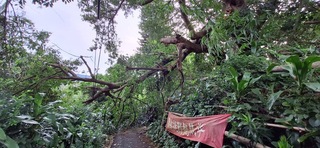 竹縣新埔百年老榕樹枝斷 阻礙步道通行