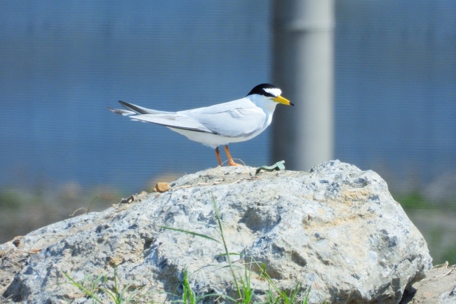 二級保育鳥類小燕鷗抵桃園繁殖  279隻為3年新高 | 華視新聞