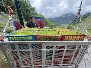 明霸克露橋鋼便橋斷 農民快急哭啟用流籠運菜