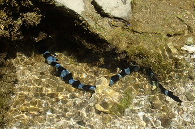 蘭嶼生態旅遊遇海蛇喝淡水 學者籲勿隨意觸摸 | 華視新聞