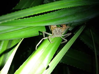 綠島新紀錄3陸蟹  山海廊道助生態旅遊永續