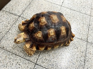 屏東蘇卡達象龜逛大街  好心司機急煞救起送警局