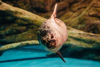 屏東旭海現蹤海豹疑還有幼體  縣府觀察是否需救傷