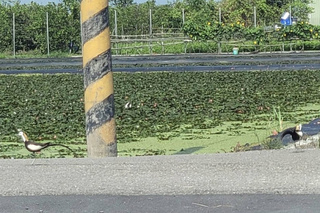 台南夏季水雉調查增37隻 乾旱影響棲地與繁殖