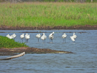 嘉義東石鰲鼓濕地  喜見黑面琵鷺渡夏未北返