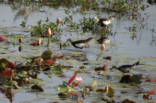 台南水情不佳影響水雉棲地 市府續推友善耕作