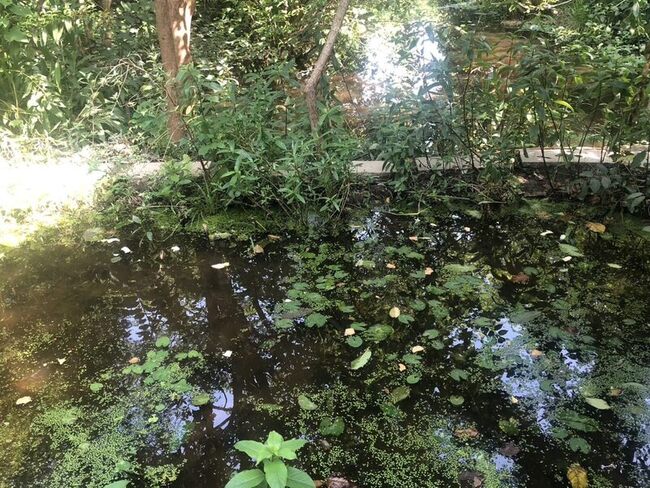 生態池被丟入吐司 北市府籲勿汙染榮星花園公園 | 華視新聞
