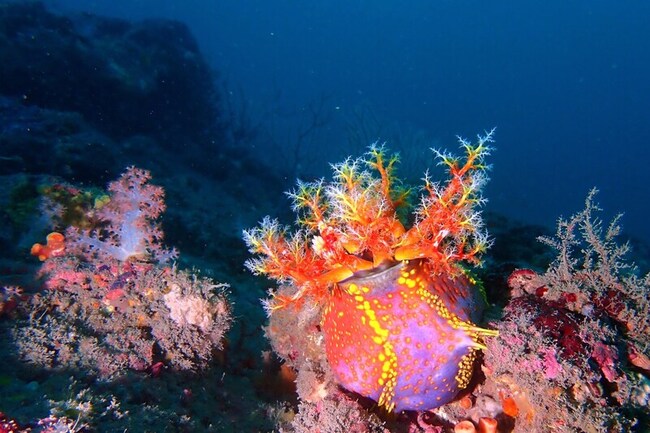 海科館水族缸白濛濛 漂亮寶貝「海蘋果」在繁殖 | 華視新聞