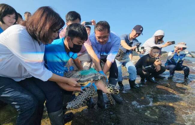 玳瑁咽喉卡魚鉤擱淺康復  基隆潮境保育區野放 | 華視新聞